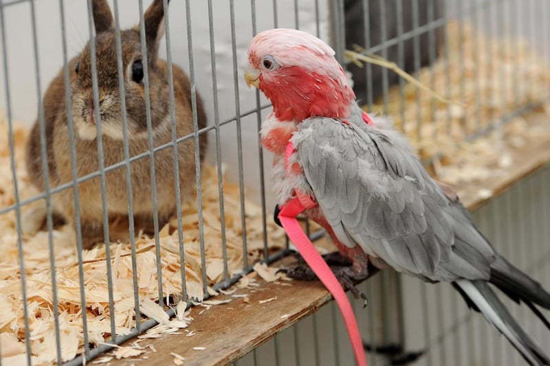 The annual Garstang Agricultural Show, Garstang. Checking out the rabbit competition is Galah Cockatoo, Rosie. Picture by Paul Heyes, Saturday July 07, 2021.