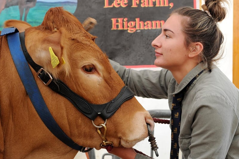 The annual Garstang Agricultural Show, Garstang. Bethany Nutter from Higham grooms one of her Limouson cows. Picture by Paul Heyes, Saturday July 07, 2021.