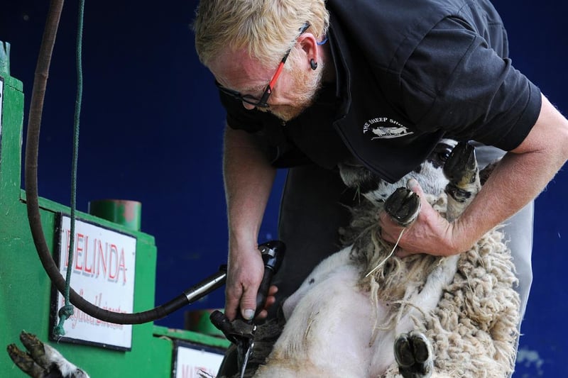 The annual Garstang Agricultural Show, Garstang. Sheep shearing display from Ginger from The Sheep Show. Picture by Paul Heyes, Saturday July 07, 2021.