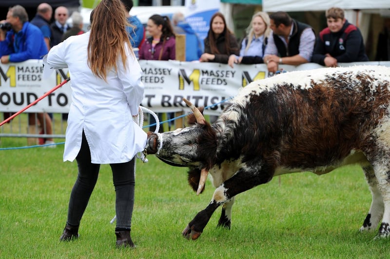 The annual Garstang Agricultural Show, Garstang. Fun and games in the judging arena. Picture by Paul Heyes, Saturday July 07, 2021.