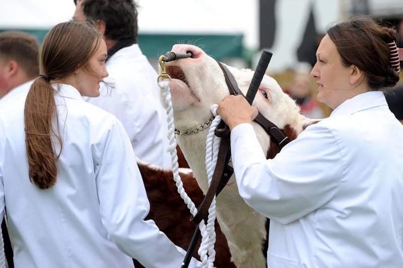 The annual Garstang Agricultural Show, Garstang. Competitors await their heifers to be judged. Picture by Paul Heyes, Saturday July 07, 2021.