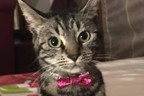 Beau looks delighted to be wearing a pink bow tie.