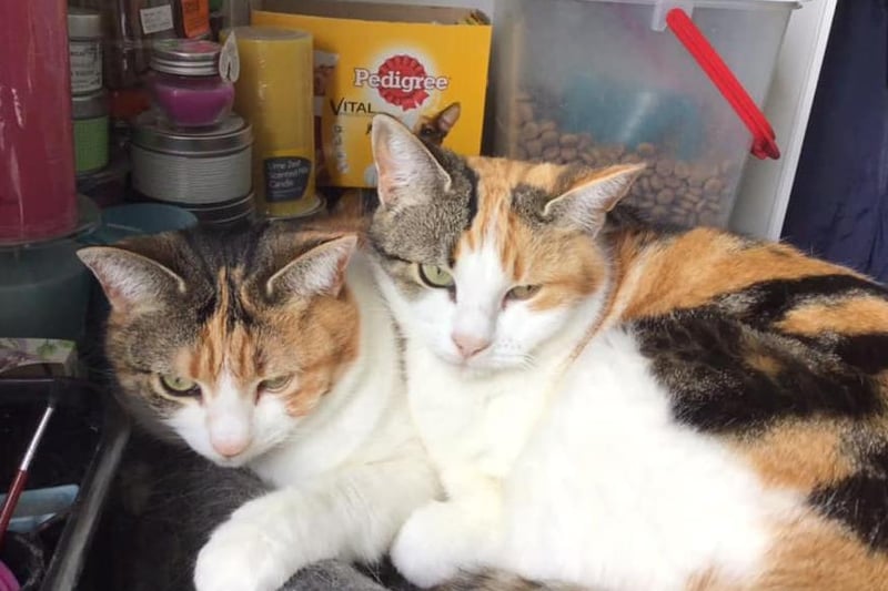 Lola and Molly are Margaret Taylor's two rescue cats, she has had them for 10 years.