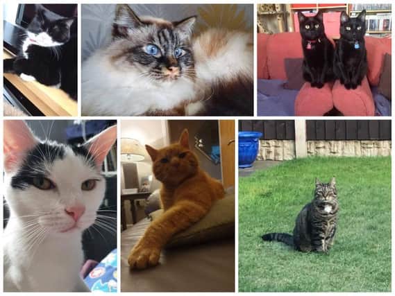 Did your cat feature in our gallery?