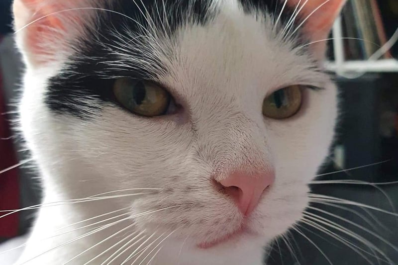 We can't think why this cat is called Lucifer...
