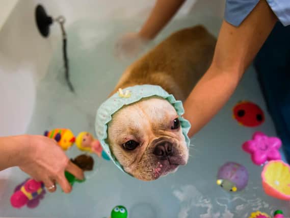 How pampered is your pet?