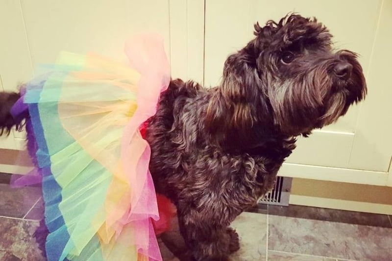 Not only does cockapoo Starla rock a tutu, she’s also on her way to becoming TikTok famous with over 1k followers tuning in to see what she gets up to. 
Her owner Aruni said: “She loves to dress up in her tutu, expects belly rubs from total strangers, loves human interaction and attention and gets jealous when I even stroke other dogs, as she wants my undivided attention. She is well pampered and gets extra special treatment at the groomers as she is so well behaved.”
