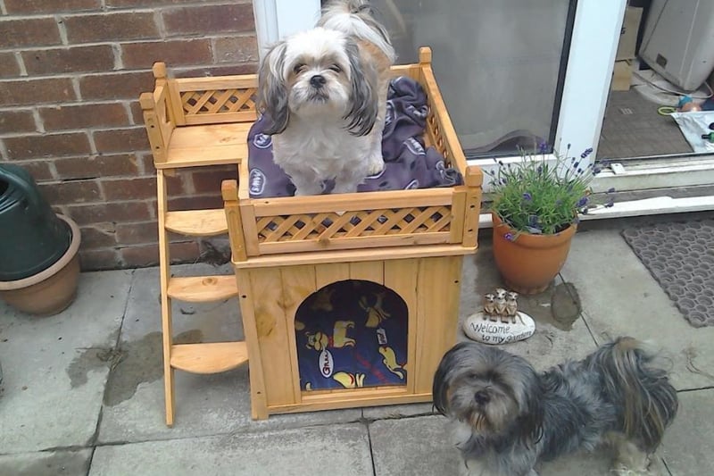 Princess Moo Moo’s owner Beverley tells us she is so spoiled that she has her own doggy castle from which she surveys her lands and keeps an eye on her loyal servant Cookie!