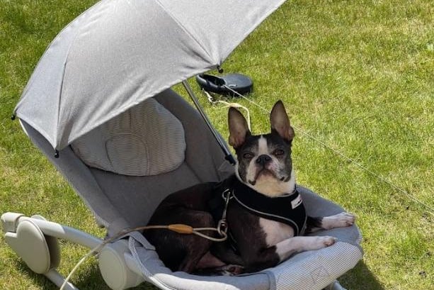 Boston Terrier Milo loves to shade-bathe and oversee his parents working hard in the garden. His owner Kayleigh says: “Milo definitely thinks he’s bigger than his actual size and he is definitely the man of the house. That being said, he also loves being treated the same as our six month old baby, stealing dummies and relaxing in this baby seat. He’s incredibly spoiled and loves getting his own way.”