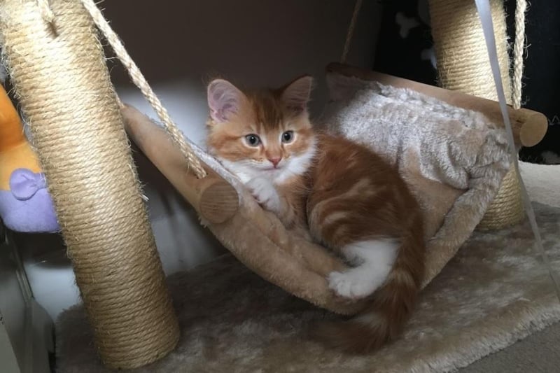 Simba is a Norwegian forest cat but he prefers cuddling up on his cosy hammock and staying inside to ‘forest life’. However, when he does venture  out to the garden, he loves a walk on his lead - almost as much as cuddles and tummy rubs.