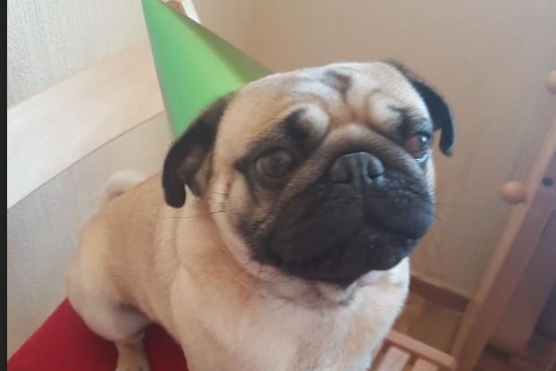 Frank just LOVES a birthday party and he always has to be part of the fun. His favourite hobbies are relaxing in a bubble bath and being cuddled by his humans.