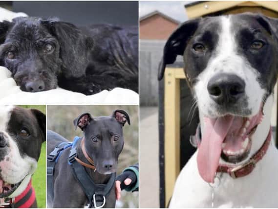 Look at their adorable faces! Could you offer one of these guys a loving home?
