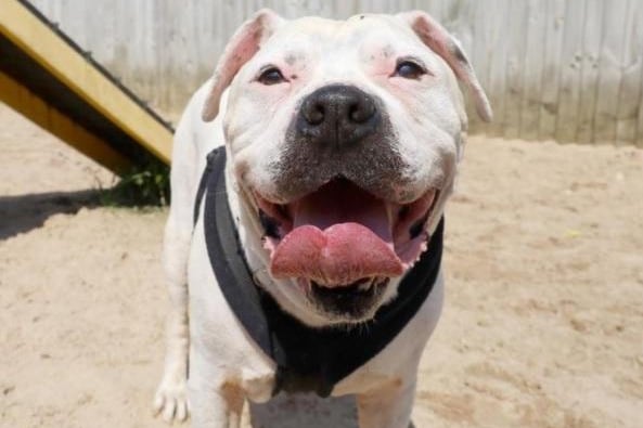 Major is big handsome American bulldog who at 11-years-old needs to find a new family to call his own. He can be a little shy when you first meet him but comes round quickly if there are some tasty treats coming his way! He's a very sweet lad who can get very playful when the mood takes him. He enjoys his walkies too but he is very strong on his lead so not for the faint of heart. He has a history of being housetrained but may need a little refresher as he settles in to his new life. One thing is for sure, with Major around you'll never be lost for affection! He cannot live with very young children but over 14s will be fine, as long as they're happy around larger dogs. He is fine around other dogs when out and about but doesn't like to share his home so he'll need to be the only pet. He will need someone around all the time, but that just means more fun and snuggles with him! Major has a few medical issues and new adopters will need to take these costs into account.