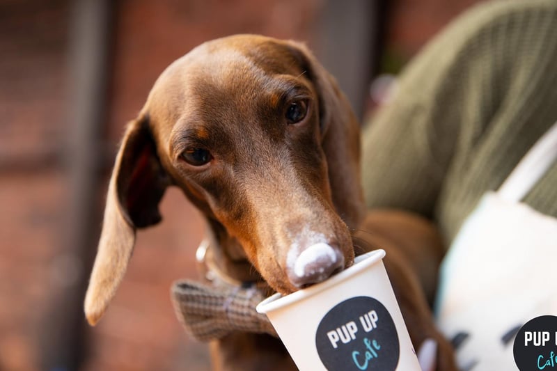 Dog-friendly puppuccinos are on offer all day from a complimentary bar.