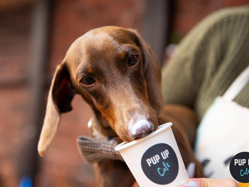 Dog-friendly puppuccinos are on offer all day from a complimentary bar.