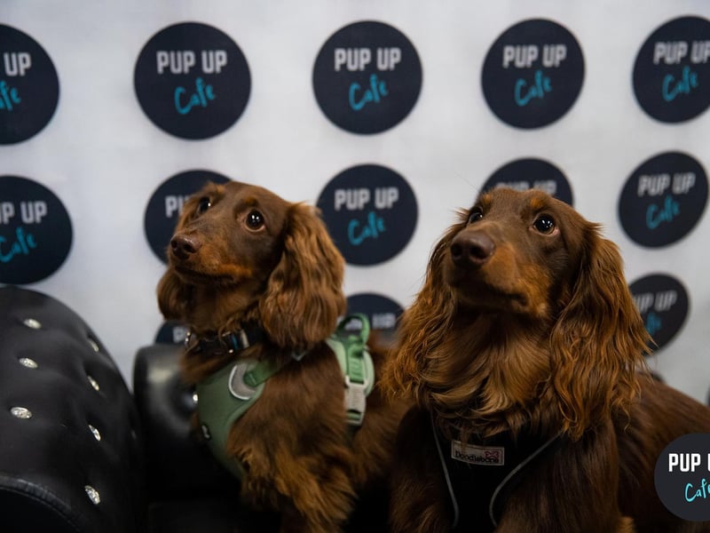 Dogs also get the chance to mingle and make new friends whilst at the cafe.