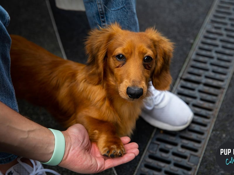 There are plenty of human friends to make too- Pup Up Cafe brings together dog lovers.