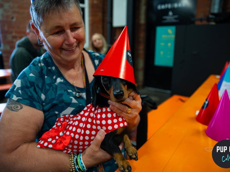 Up to 50 dogs can attend each Pup Up Cafe session, filling venues across the UK with sausage dog friends.