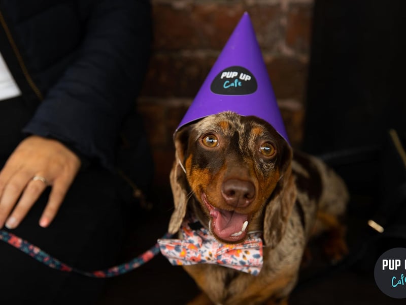 For each event, a professional photographer is ready and waiting to capture the perfect picture of your pet in action.