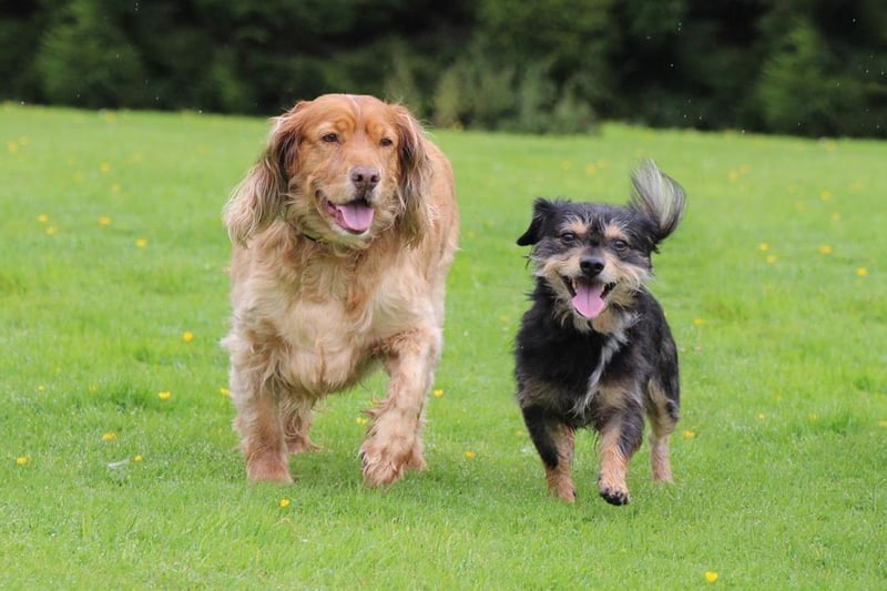 What a pair! This adorable duo do everything together and are looking for a home that will take both of them on. Pepe is a gorgeous cocker spaniel with a laid back attitude that helps to mellow out her pal Sammy, who is always full of excitement- he may be a little bit vocal but he's only telling you that he's enjoying himself! These pups would prefer to live in a home with children on the older side, and ideally need to be the only pets in the house. They are both confident walkers but as Sammy can be a little loud it is best to choose quieter walking routes.
