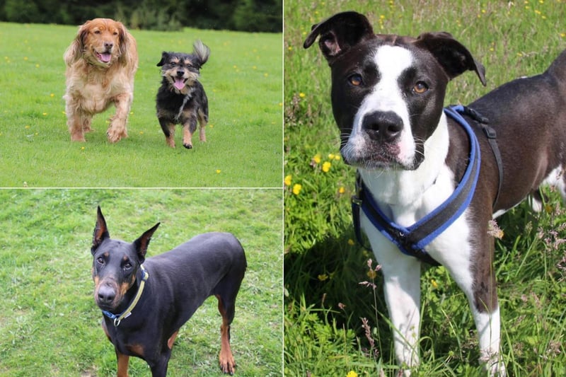Luna, Pepe and Ebony are all up for adoption. Photo: Dogs Trust Leeds