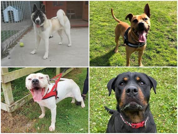 These are the 8 dogs near you in Lancashire that are looking for a forever home