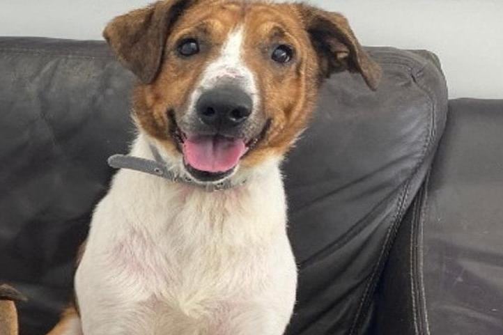 4-year-old collie (Smooth coat) crossbreed Jack is looking for a home with someone who has experience in working with nervous dogs. However, this is only desirable and not essential as Altham Animal Centre will provide training or any potential owners. You can contact the centre in Accrington via email at info@rspca-lancseast.org.uk or by calling 01254 231118.