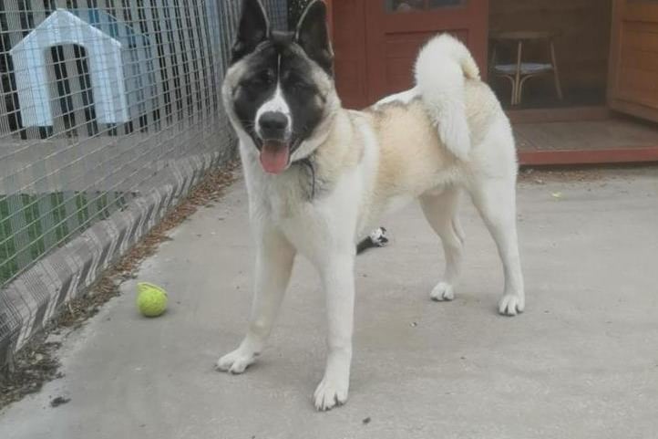 Japanese Akita Reggie might look an adult dog, but at 10 months old he is still very much a very sweet, affectionate and boisterous puppy. Altham Animal Centre are looking for a home with experience of Akitas who can teach him the basics. You can contact the centre via email at info@rspca-lancseast.org.uk or by calling 01254 231118.