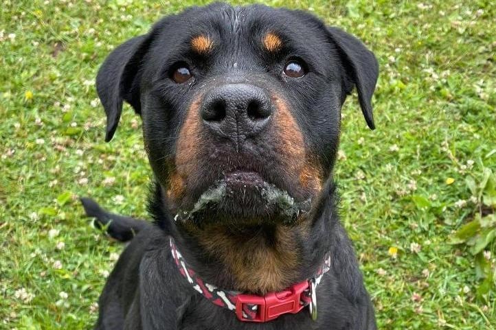Missy is a 6 year old Rottweiler who is very friendly and interactive, she loves people and will interact as much as possible. The Preston Animal Centre is looking for a pet-free home as Missy can be reactive to other dogs even at a distance. You can contact the centre in Preston via email at info@rspca-preston.org.uk or by calling 01772 792553.