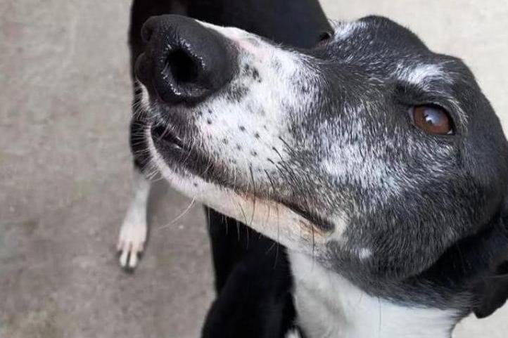 Six-year-old greyhound Sterling is good with people and is good on the lead when enjoying a walk. He also settles well, so should be able to be left for short periods of times. You can contact the Altham Animal Centre in Accrington via email at info@rspca-lancseast.org.uk or by calling 01254 231118.