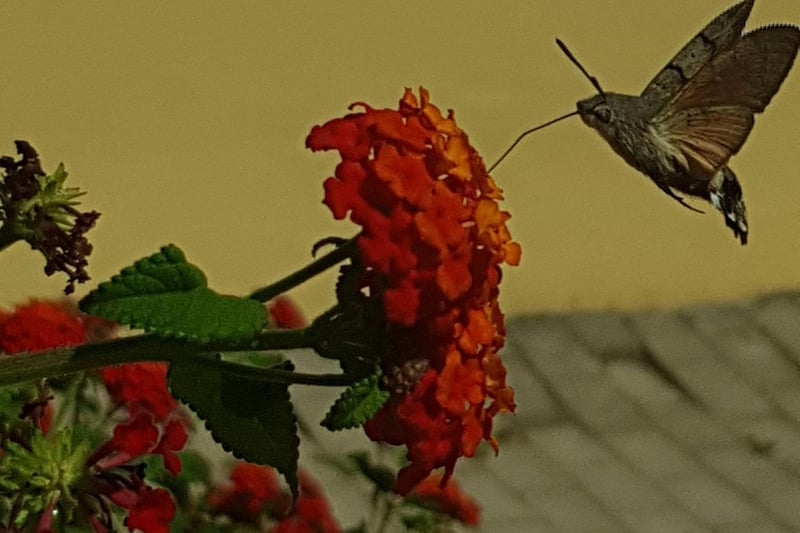 Bill Peake - Hummingbird Hawk Moth, taken in Kavos, Greece