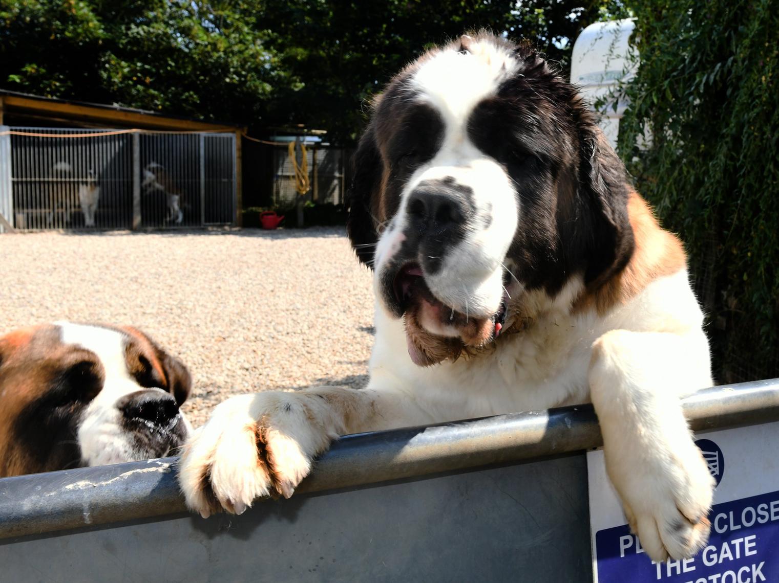 Coco and Betty, brother and sister, aged 2. (JPI Media/ Gary Longbottom)