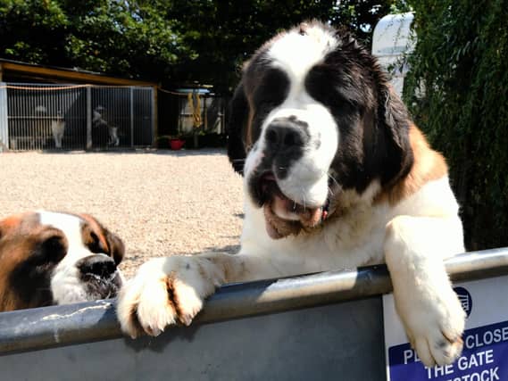 Coco and Betty, brother and sister, aged 2. (JPI Media/ Gary Longbottom)