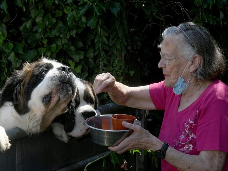 Diane Deuchar giving Pasha a Polish St Bernard a treat as Dora tries to muscle in.