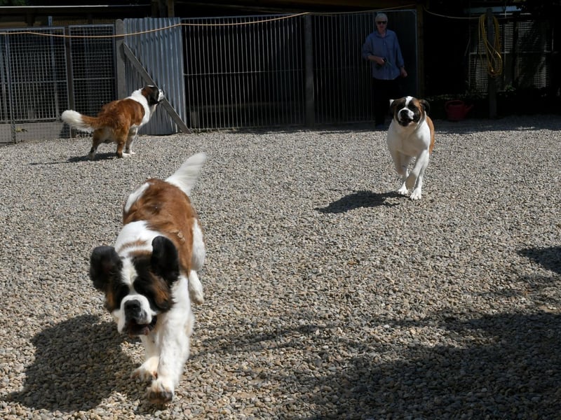 Dora leads the race to the gate at Alma Farm Cottage Cayton near Scarborough.