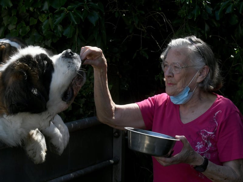 Diane Deuchar giving Pasha a Polish St Bernard a treat.