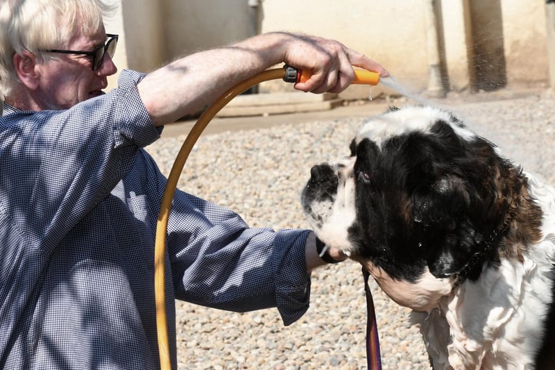 Michael Roebuck, kennel manager, keeping one of the Saranbeck St Bernards cool with a hosepipe.