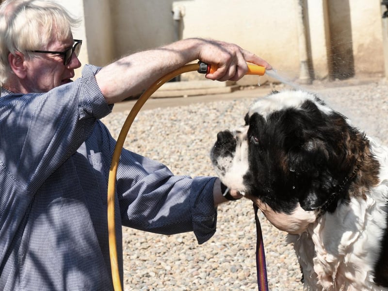 Michael Roebuck, kennel manager, keeping one of the Saranbeck St Bernards cool with a hosepipe.