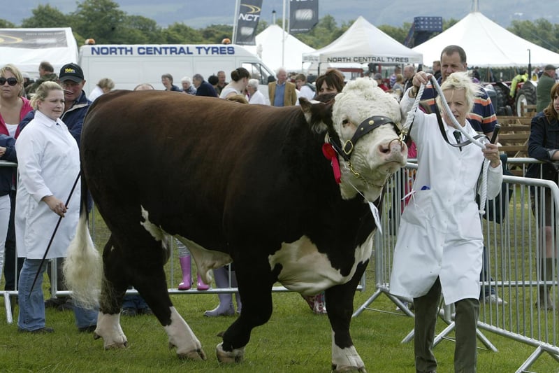 Heather Whittaker from Coley Poll Herefords with her two and a half year old Blakelaw 'Joe' Calzaghe back in 2010.