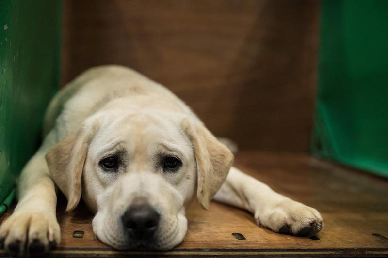 It'll come as no surprise to anybody who has owned a Labrador Retriever - the UK's most popular dog in 2020 - that they feature prominently in this list. They are famously gentle, loyal and very affectionate.