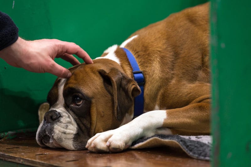 They may occasionally look a little grumpy, but Boxers are known for making unusually deep and strong bonds with their family. It means that they demand more attention and affection than other dogs, but mirror it back tenfold.