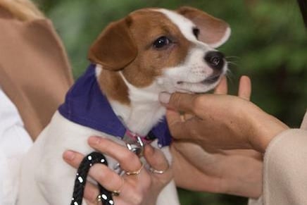 The Jack Russell will display their deep affection for their owners in three distinct ways - by diligently following them around, by snuggling in whenever possible, and by being protective when it comes to strangers.