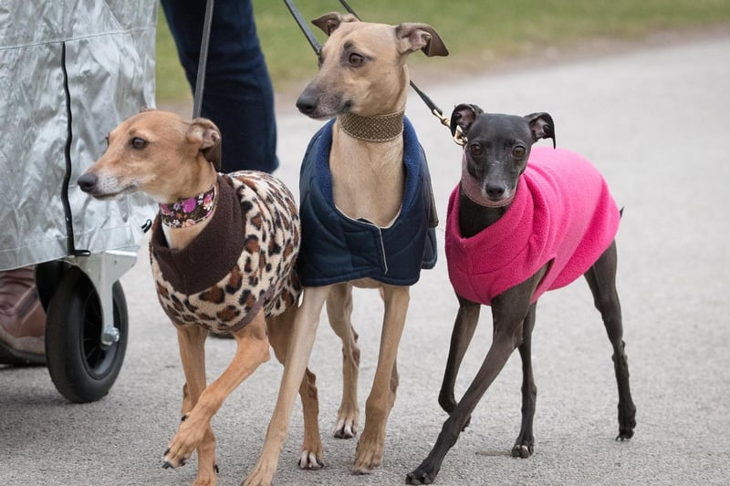 Primarily known for their speed, when Greyhounds aren't racing around the park they are lazy and cuddly couch potatoes with a gentle and affectionate nature that make them wonderful therapy dogs.