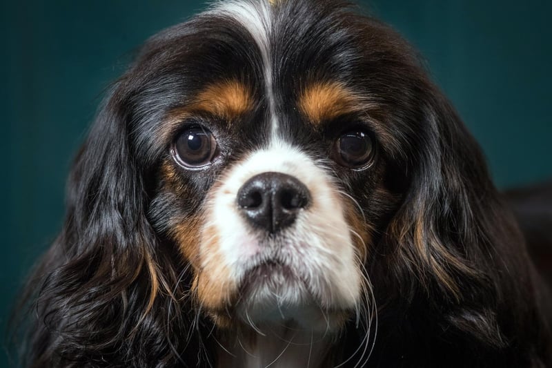Every bit as loving as they look, the loyal and affectionate Cavalier King Charles Spaniel is another dog that will follow you around the house.