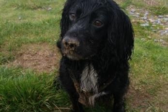 Dawn Inness said: "Millie our 11 year old sprocker spaniel she had been routing around in the sand for her ball."