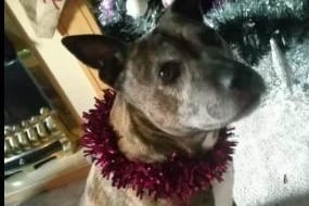 Karen Crofts-Addison said: "My beautiful girl she crossed over the rainbow bridge in 2018, but she's still in everyone's hearts. She was the kindest fur baby every I had 13 years with Cassie - she was just amazing."