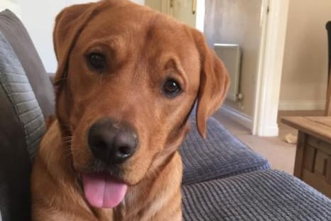 Scott Griffiths said: "My cheeky but also very cute Archie posing for the camera (Red Fox Lab)."