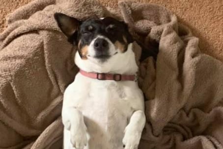 Gillian Taylor shared Minnie chillin’! She said: "Rescue lady from Manchester. She had never touched grass in her first home, lived within four walls. Now, Queen of the house!"