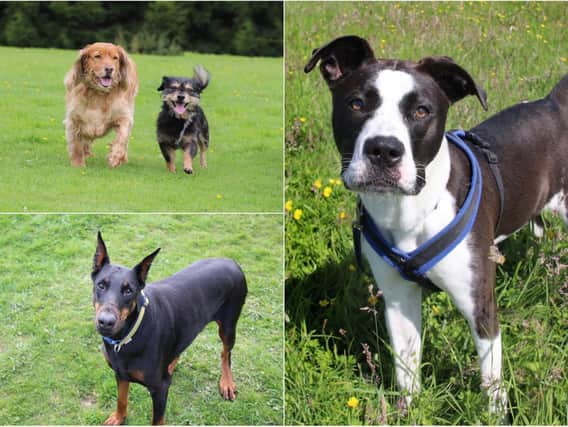 There are plenty of pups up for grabs this National Dog Day. Photo: Dogs Trust Leeds