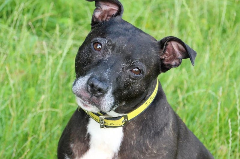 Cheka was left devastated when her previous owner passed away, but after being taken in by Dogs Trust she came out of her shell and is now looking for an owner she can give all her love to again. At 8-years-old this tiny Staffy loves a cuddle and will dote on anyone she meets. She's comfortable with walks in busier areas and is fine around other dogs on a lead as long as they give her some space. For rehoming, she'd prefer to be the only dog in the home and her owner would need to be around the majority of the time for her to fully settle in.
